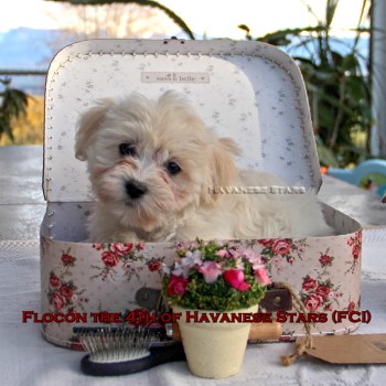 Elevage bichons Havanais Havanese Stars M. Seeberger