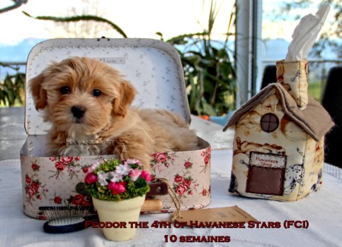 bichon havanais Havanese Stars Marguerite Seeberger