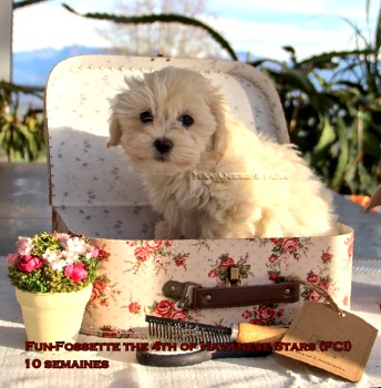 Havanese puppies Havanese Stars M. Seeberger