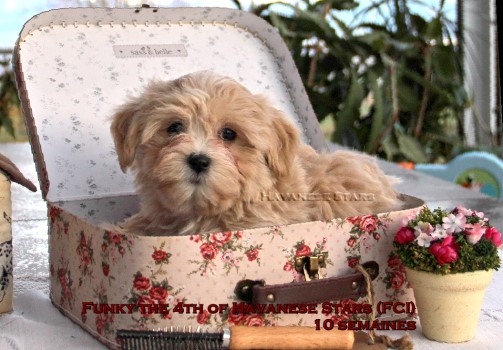 Bichon havanais Havanese Stars