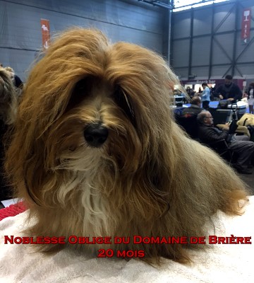 bichon havanais fauve charbonn Havanese Stars M. Seeberger