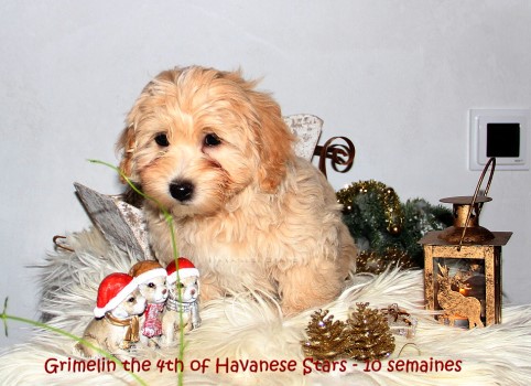 bichons havanais Havaneser Havanese Stars Marguerite Seeberger