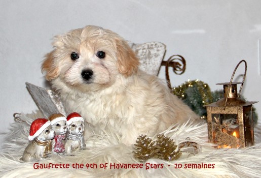 bichons havanais Havaneser Welpe of Havanese Stars M. Seeberger