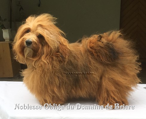 bichon havanais rouge charbonn mle Havanese Stars M. Seeberger