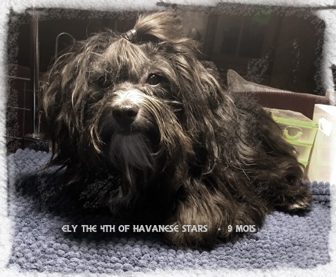 bichon havanais - Havanese - Havaneser - Havanese Stars Marguerite Seeberger
