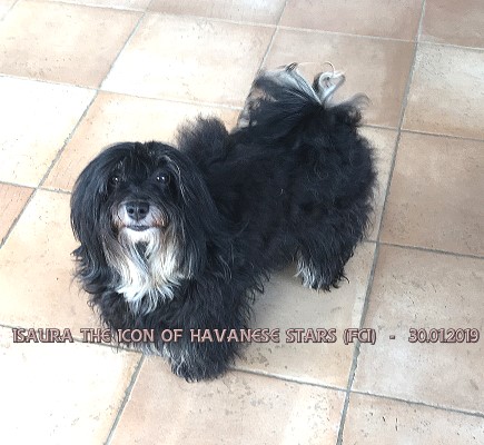 Isaura the Icon of Havanese Stars - M. Seeberger