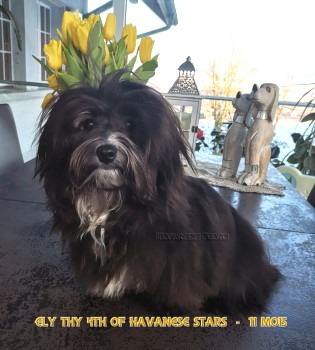 bichon havanais mle havana brown Havanese Stars Marguerite Seeberger