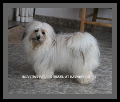 bichon havanais femelle of Havanese Stars - Marg. Seeberger