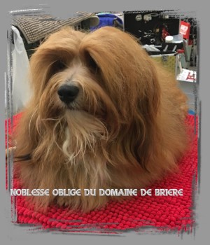 bichon havanese Noblesse Oblige du domaine de brière Havanese STars