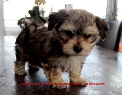 Havanese puppy Havaneser bichon Havanais chiot Havanese Stars