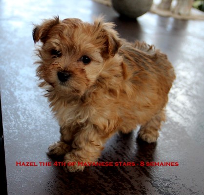 bichon Havanais Havanese Stars - Marguerite Seeberger