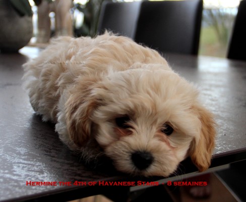 bichon havanais Havanese Stars - M. Seeberger