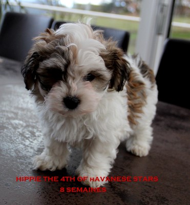 Havanese Stars - M. Seeberger havaneser Welpen puppies