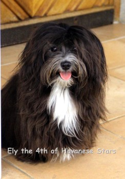 havaneser Deckrde bichon havanais Havanese Stars