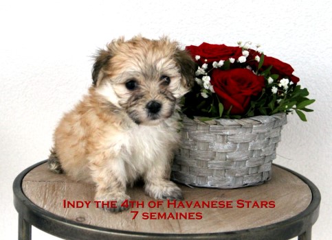 bichon havanese puppies bichons havanais Havanese Stars Marguerite Seeberger