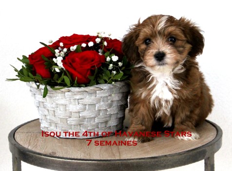 bichon havanais Havaneser Welpe puppy Havanese Stars M. Seeberger