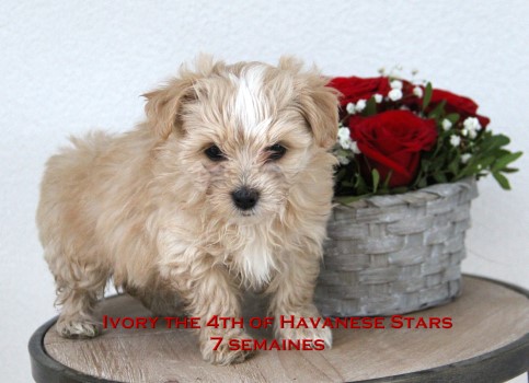Havaneser Welpe bichons havanais Marguerite Seeberger Havanese Stars