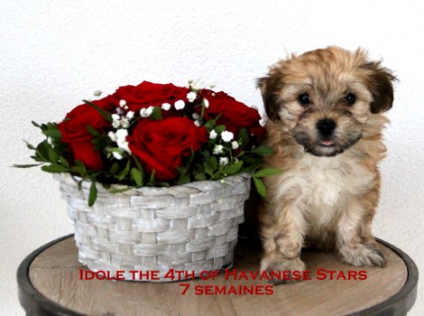bichons havanais Havaneser Welpen Havanese Stars Marguerite Seeberger