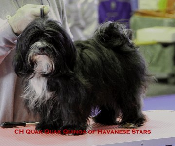 bichon havanais Havaneser naissance porte Havanese Stars