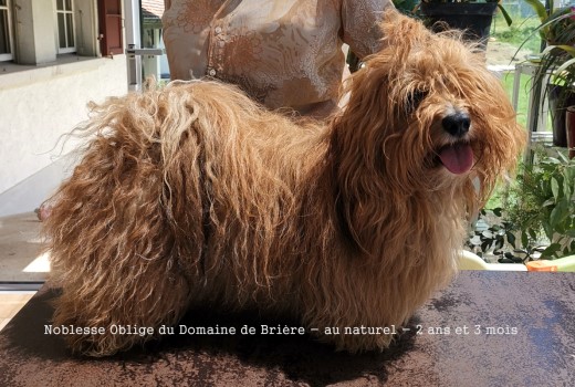 bichon havanais fauve-rouge Elevage Havanese Stars Marguerite Seeberger