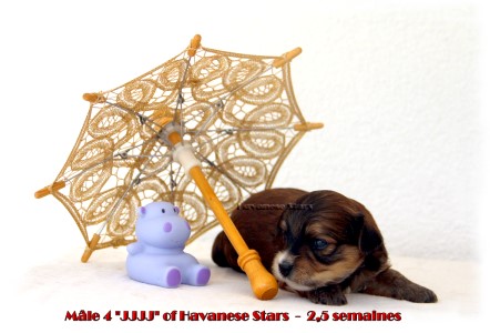 bichon havanais Havaneser puppy Havanese M. Seeberger of Havanese Stars