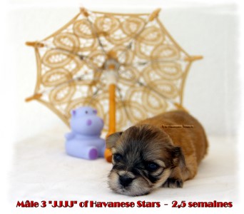 bichon chiot Havanais Havanese Havaneserwelpe M. Seeberger Switzerland Havanese Stars (FCI)