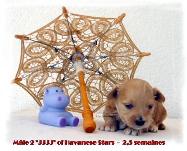 bichon havanais puppy havanese Havanese Stars Marguerite Seeberger Switzerland