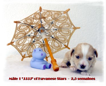 Havaneser Havaneserwelpe puppy Havanese bichon Havanais of Havanese Stars Marguerite Seeberger