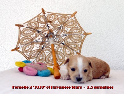 Havaneser Welpen Welpe puppy Havanese bichon havanais of Havanese Stars Marguerite Seeberger