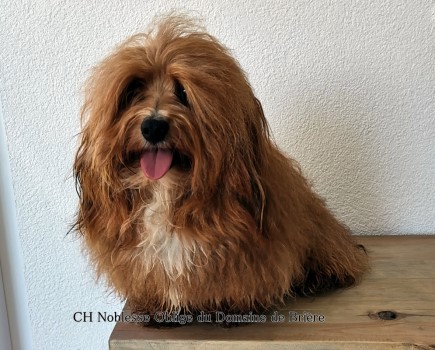 Noblesse Oblige du Domaine de Brire Elevage Havanese Stars M. Seeberger
