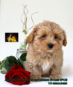 Junior of Havanese Stars Marguerite Seeberger Switzerland bichon havanais