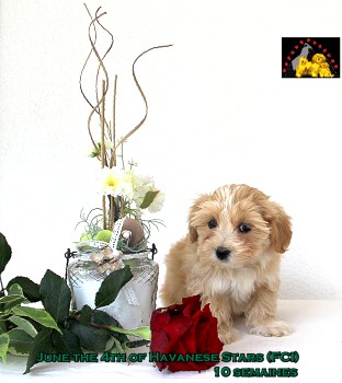 June of Havanese Stars Marguerite Seeberger Switzerland havaneser bichons havanais