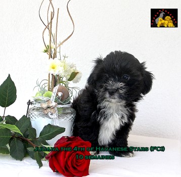Juliana of Havanese Stars Marguerite Seeberger Switzerland bichon havanais puppy havanese