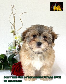 Jody of Havanese Stars Marguerite Seeberger Switzerland bichon havanais Havaneser