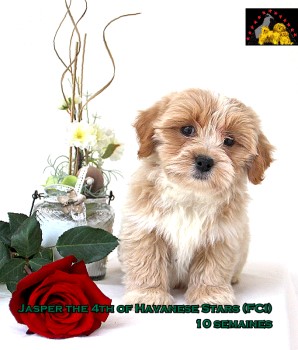 Jasper of Havanese Stars Marguerite Seeberger Switzerland bichon havanais