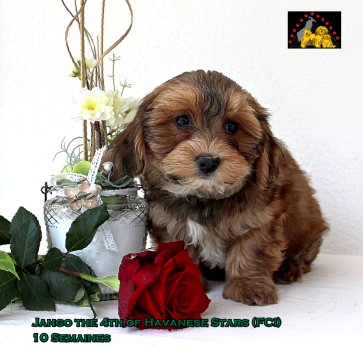 Jango of Havanese Stars Marguerite Seeberger bichon bolonais fauve charbonn