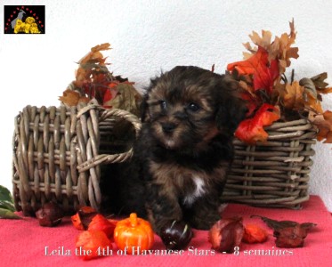 Havanese chiot bichon havanais of Havanese Stars Marguerite Seeberger