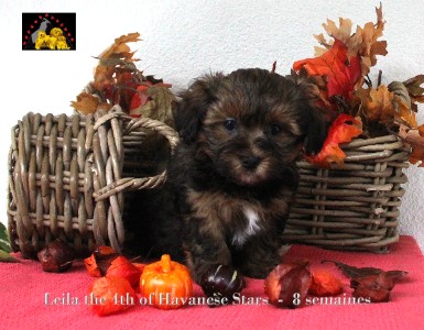 chiot femelle bichon havanais of Havanese Stars Marguerite Seeberger