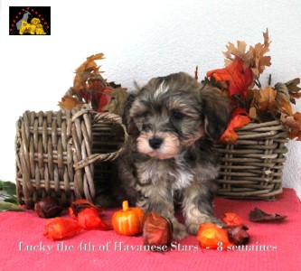 bichon havanais of Havanese Stars Marguerite Seeberger Switzerland