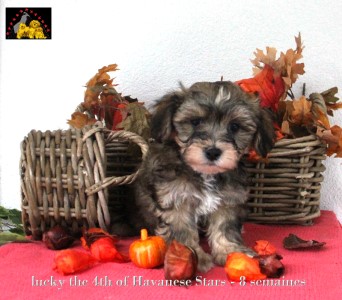 Havanese puppy male of Havanese Stars Marguerite Seeberger