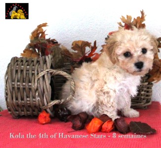 chiot bichon havanais mle Havaneserrde of Havanese Stars Marguerite Seeberger