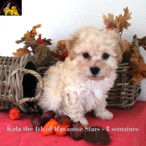 bichon havanais havaneser chiot of Havanese Stars - Marguerite Seeberger
