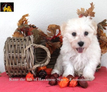 havanese stars Marguerite Seeberger bichon havanais chiots