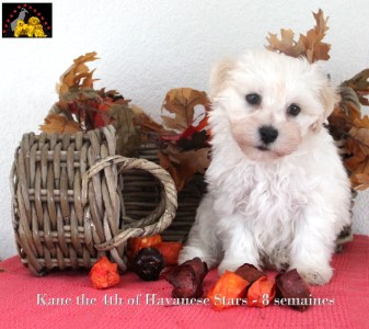 bichon havanais  Havaneser Welpe chiots Havanese Stars