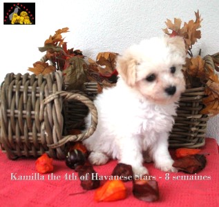 bichons havanais Havaneser Havanese Stars Marguerite Seeberger