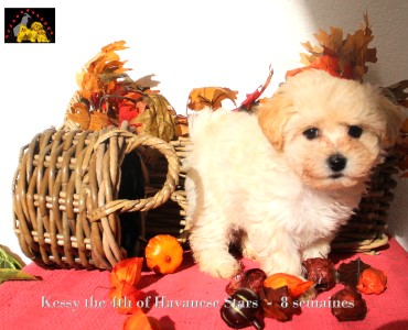 Havaneser Havanese bichon Havanais of Havanese Stars Marguerite Seeberger