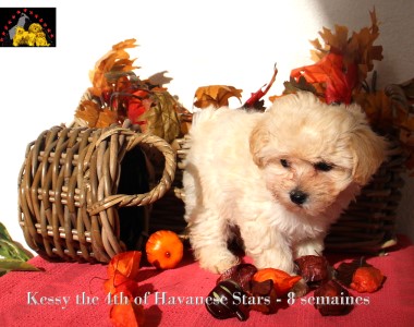 femelle chiot bichon havanais Havanese Stars Marguerite Seeberger