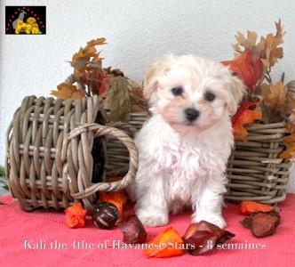 femelle bichon havanais Havanese Stars Marguerite Seeberger