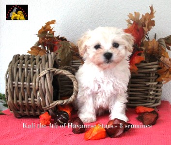 of Havanese Stars Marguerite Seeberger bichons havanais chiots disponibles