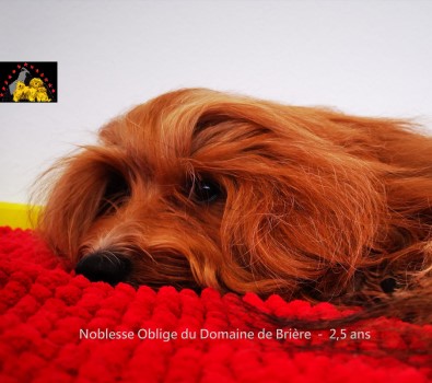 BICHON HAVANAIS fauve charbonn chez Havanese Stars Marguerite Seeberger